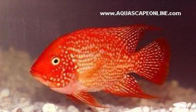 Red Texas Cichlid 3" - Product View