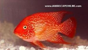 Red Texas Cichlid 4"-5"
