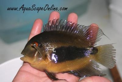 Uaru Cichlid 2" (Uaru amphiacanthoides)