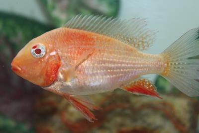Geophagus Albino Heckelii 5"-6" (Acarichthys Heckelii sp.)