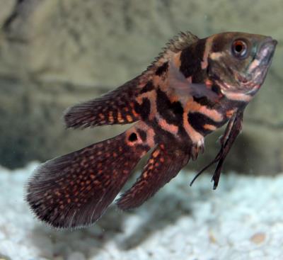 Viel Tail Oscar 2"-3" (Astronotus ocellatus)