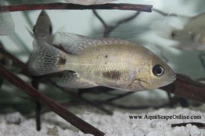 Pearsei Cichlid 3.5" (Cichlasoma Pearsei)