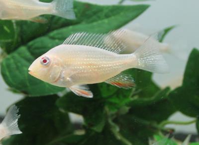 Geophagus Albino Heckelii 2" (Acarichthys Heckelii sp.)