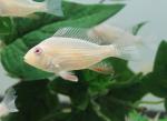 Geophagus Albino Heckelii 2" (Acarichthys Heckelii sp.)