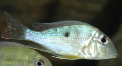 Geophagus Surinamensis 1.5"