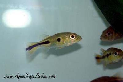 Spotted Orino Bass 1"-1.5" (Cichla orinocensis)