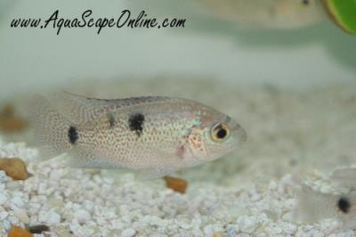 Vieja Regani 1.5"