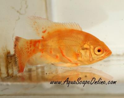 Copper Oscar 1.5"-2.5" (Astronotus ocellatus)