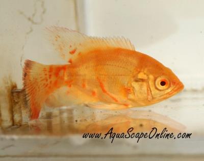 Copper Oscar 3"-4 (Astronotus ocellatus) New Color