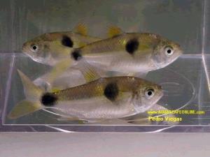AquaScapeOnline, Online fish store that sells piranhas ...
