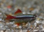 Red White Cloud Minnow 2" (Tanichthys albonubes)