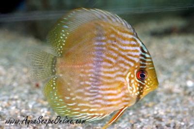 Heckel Discus 4"