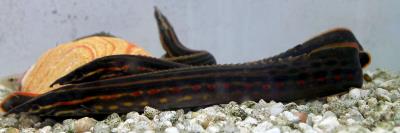 Fire Eel 8-10" (Mastacembelus erythrotaenia)