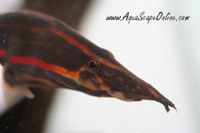 Fire Eel 24"-30" (Mastacembelus erythrotaenia)