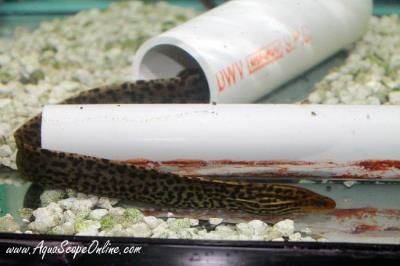 Leopard Moray Eel 14"-16" (Gymnothorax Polyuranadon)