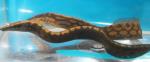 Tire Track Eel 2"-3" (Masacembelus armatus)
