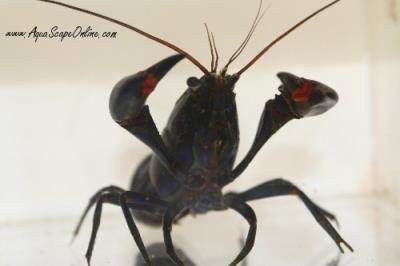 Black Lobster 3" (Cherax preissii)