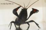 Black Lobster 3" (Cherax preissii)