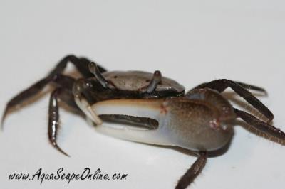 Midnight Fiddler Crab 2"
