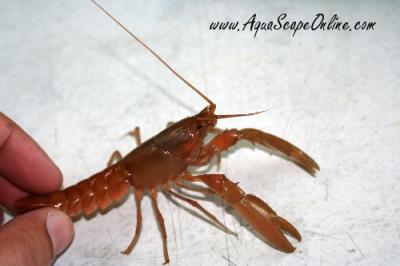 3" Peach Lobster