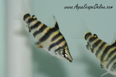 Abramite Headstander 3" (Abramites hypselonotus)