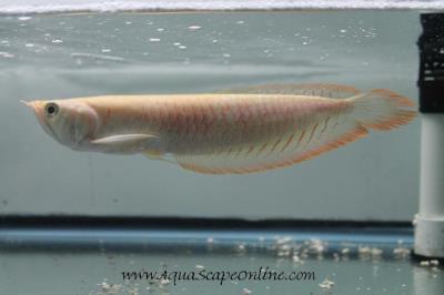 Albino Silver Arowana 7"-8" (Osteoglossum bicirrhosum)