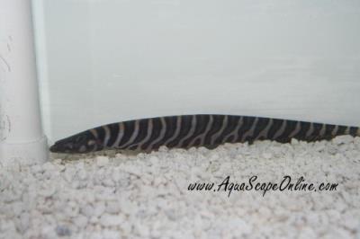 Tiger Knife Fish 6" (GYMNOTUS TIGER)