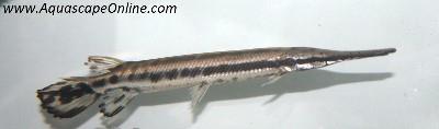 Long Nose Gar 6"-8" (Lepisosteus osseus)