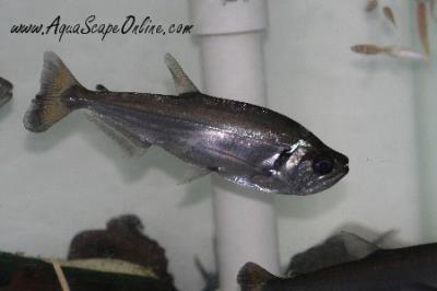 Saber Tooth Payara 6"-8" (Hydrolycus scomberoides)