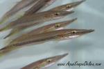 4"-5" Peppermint Crocodile Fish (Luciocephalus aura)