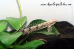 Endlicheri Birchir 3" (Polypterus Endlicheri)