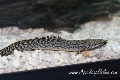 Ornate Bichir 2"-3" (Polypterus Ornatipinnis)