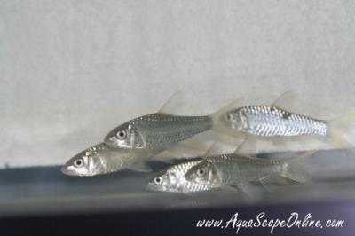 Himalayan Mahseer 2.5"-3" (Tor Putitora)
