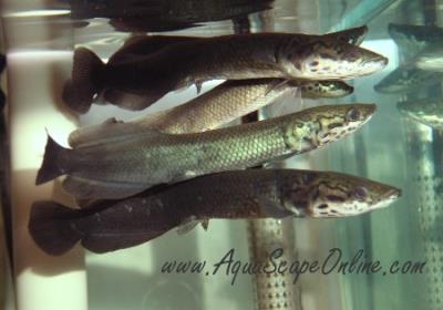 Arapaima Gigas 3.5"-5" (Arapaima Gigas)