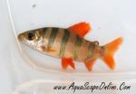 Distichodus sexfasciatus 1.5"-2"
