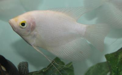 Giant Gourami (Osphronemus goramy) 3"-4"