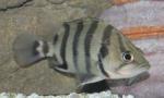 Silver Datnoid 4" (Datnioides polota)
