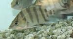 Silver Datnoid 3" (Datnioides polota)