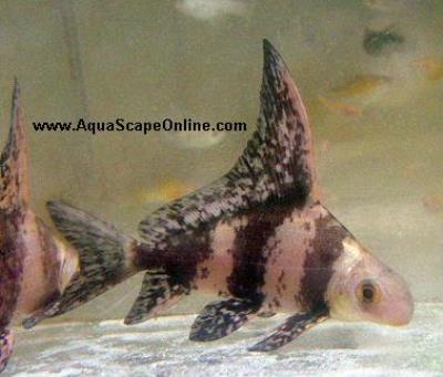 Chinese Sailfin Shark 3"-4" (Myxocyprinus asiaticus)