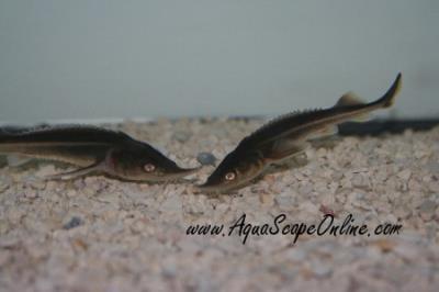 Sturgeon Sterlets 2"-2.5" (Acipenser Ruthenus)