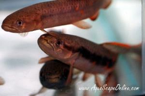 Red High fin Wolf Fish 4"-5" (Erythrinus erythrinus)