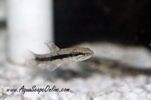 Wolf Fish 3"-4" (Hoplias Malabaricus)