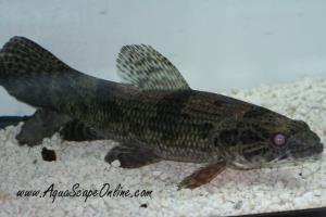 Aimara Wolf Fish 4"-5" (hoplias aimara)