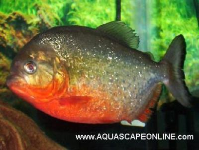 5"-6" Super Red, Red Belly (Pygocentrus Nattereri)