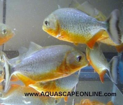 3"- 3.5" Super Red Belly (Pygocentrus Nattereri)