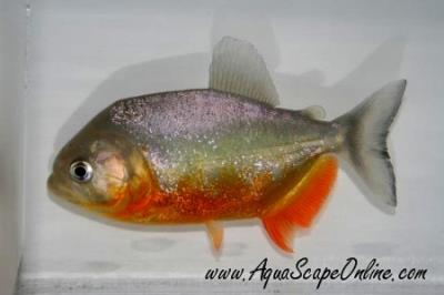 Piraya Piranha 5"-5.5" (Pygocentrus Piraya)