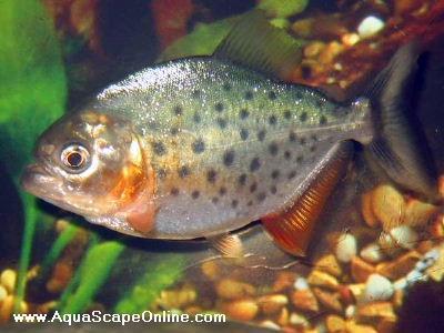 Red Belly piranha 3"-4" (Pygocentrus Nattereri)