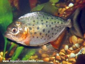 Red Belly piranha 3" (Pygocentrus Nattereri)