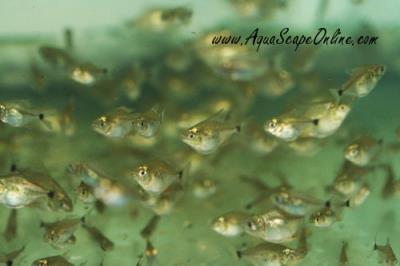 Red Belly piranha 1.5"-2" Wild from Peru (Pygocentrus Nattereri)