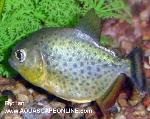 Ternetzi Piranha 3"- 4" (pygocentrus Ternetzi)